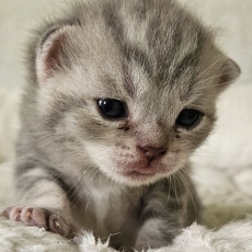 British Shorthair chaton vendu 1500 €