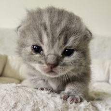 Chaton British Shorthair à adopter au prix de 1500 €