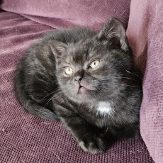 Chaton British Shorthair à adopter au prix de 1000 €