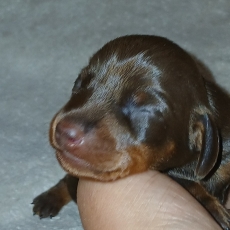Chiot Teckel nain à poil ras à adopter au prix de 2900 €