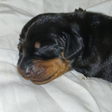 Adoption chiot Teckel nain à poil ras au prix de 2700 €