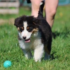 Chiot Berger australien à adopter au prix de 1200 €