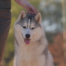 Acheter Husky Sibérien bébé pour 950 €