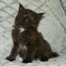 Adoption chaton Maine Coon au prix de 1450 €