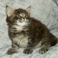 Chaton Maine Coon à adopter au prix de 1450 €