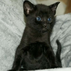 Chat Savannah chaton vendu 1850 €