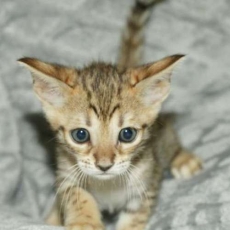 Chaton Chat Savannah à adopter au prix de 1850 €
