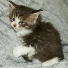 Maine Coon chaton vendu 1450 €