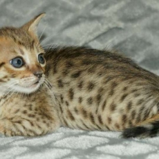Chaton Chat Savannah à adopter au prix de 1850 €
