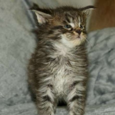 Acheter Maine Coon bébé pour 1450 €