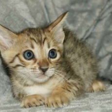 Chaton Chat Savannah à adopter au prix de 1850 €