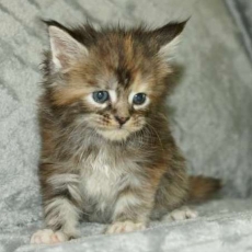 Adoption chaton Maine Coon au prix de 1450 €