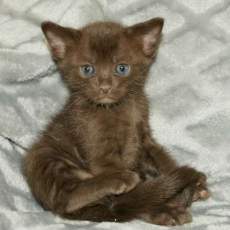 Chat Savannah chaton vendu 1500 €