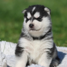 Husky Sibérien chiot vendu 1300 €