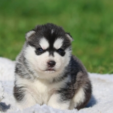 Adoption chiot Husky Sibérien au prix de 1300 €