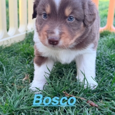 Adoption chiot Berger américain miniature au prix de 1310 €