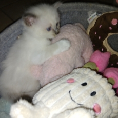 Adoption chaton Chat Birman au prix de 1000 €