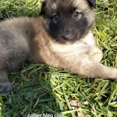 Adoption chiot Tervueren au prix de 1200 €