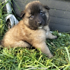 Chiot Tervueren à adopter au prix de 1200 €
