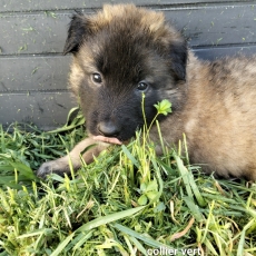 Chiot Tervueren à adopter au prix de 1200 €