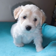 Chiot Coton de Tulear à vendre au prix de 1200 € vacciné et identifié.