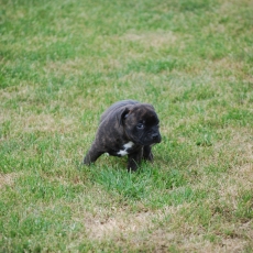 Ce petite m�le StaffordShire Bull Terrier propos� � l'achat est n� le 10/03/2026.