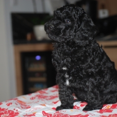 Chiot d'apparence de race Caniche Nain � adopter.