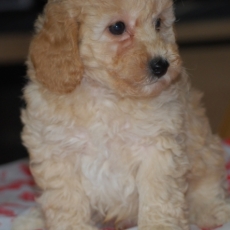 Chiot Caniche Nain à vendre au prix de 1600 € vacciné et identifié.