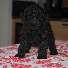 Adoption chiot Caniche Nain au prix de 1500 €