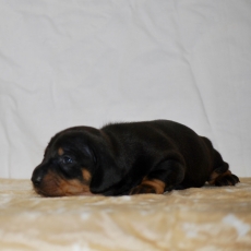 Chiot Teckel à poil ras à vendre au prix de 1850 € vacciné et identifié.