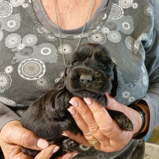 Acheter Cocker Anglais Spaniel bébé pour 1500 €