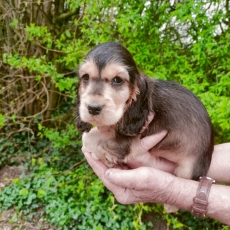 Chiot d'apparence de race Cocker Anglais Spaniel � adopter.