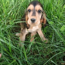 Chiot Cocker Anglais Spaniel � vendre au prix de 1600 � vaccin� et identifi�.