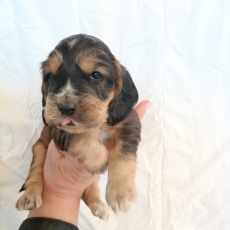 Adoption chiot Cocker Anglais Spaniel au prix de 1600 €