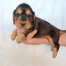 Chiot Cocker Anglais Spaniel à adopter au prix de 1600 €