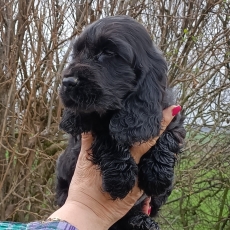 Ce petite m�le Cocker Anglais Spaniel propos� � l'achat est n� le 08/02/2026.