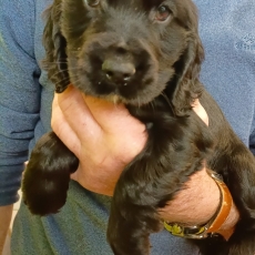 Adoption chiot Cocker Anglais Spaniel au prix de 1500 €