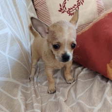 Acheter Chihuahua bébé pour 1100 €