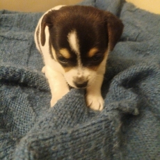 Chiot d'apparence de race Chihuahua à adopter.