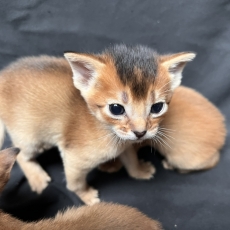 Chaton Chat Abyssin à adopter au prix de 1600 €