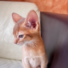 Chat Abyssin chaton vendu 1600 €