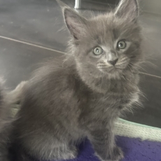 Ce petite mâle Maine Coon proposé à l'achat est né le 19/02/2026.