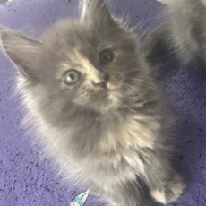 Acheter Maine Coon bébé pour 1300 €