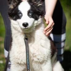 Laika de Yakoutie chiot vendu 900 €