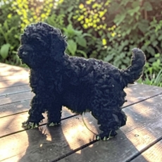 Ce petite m�le Caniche Nain propos� � l'achat est n� le 05/02/2026.