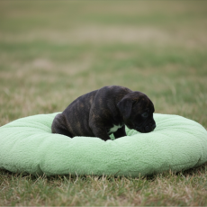 Adoption chiot StaffordShire Bull Terrier au prix de 1400 €