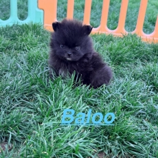 Chiot Spitz Allemand Nain à adopter au prix de 1350 €