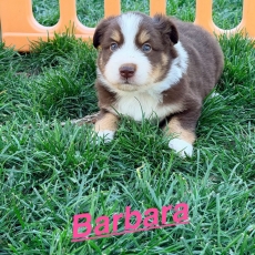 Berger américain miniature chiot vendu 1360 €