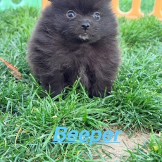 Chiot Spitz Allemand Nain à adopter au prix de 1350 €