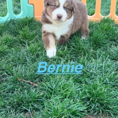 Chiot Berger américain miniature à adopter au prix de 1310 €